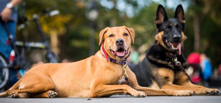 my_petcareguide's tweet photo. The Ultimate Training Tips For Your #Dog - https://t.co/79aSy8rOxE #DetectionDogTraining #DogTraining #Dogs https://t.co/RoPwNU8cM9