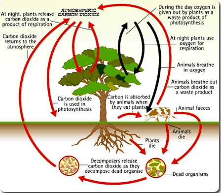 EM203Jacobson's tweet photo. This is how tree's breath and how our environment can be sustained #EM203Mueller #Environment #Problems #Solutions #Health https://t.co/hoADC0OHP9
