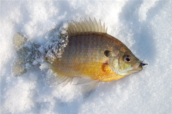 Take_Me_Fishing's tweet photo. Get prepared for this year #IceFishing adventures! Here we share some tips to catch more #fish: https://t.co/OCr38rkPUc https://t.co/bZoN5iEl7E