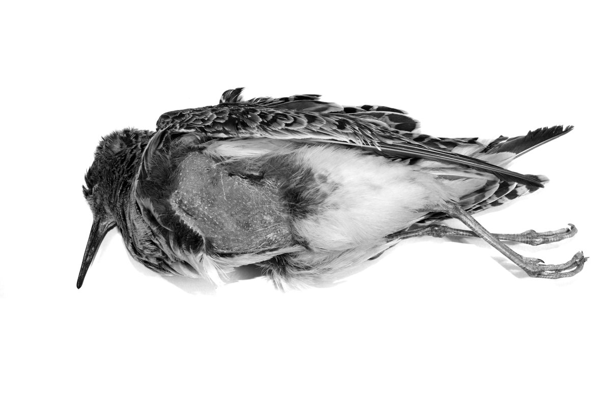 EvolEcolUBB's tweet photo. Did you ever wonder how many feathers does a bird have and why are some more fluffy than others? After countless of hours counting individual feathers in over 150 bird species we finally have the answers! See our latest article, just online at @FunEcology, https://t.co/jLVYn6SaAF https://t.co/5ipwWIxc3g