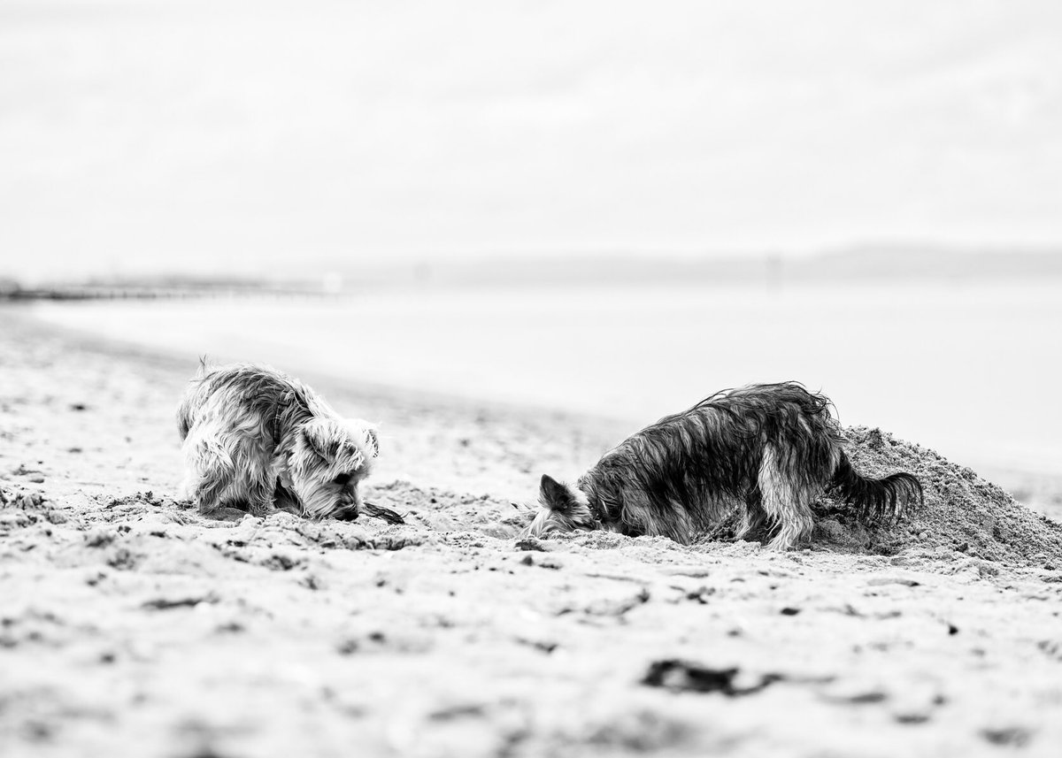 craigscottphoto's tweet photo. Hey Murphy, are you sure this is where you stashed our bones?.!.?

#kclovesdogs #edinburghdogphotographer #edinburgh #portobellobeach #dogphotographer https://t.co/x3EQoATJT2