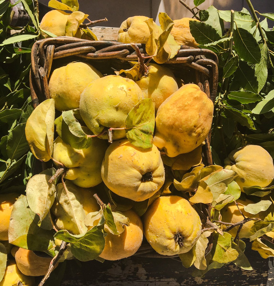 happyfoodstruck's tweet image. Ese placer especial que te da coger la fruta del árbol... 🙌Membrillo-Codony-Cydonia oblonga #membrillo #codony #organicfruit #organic #km0