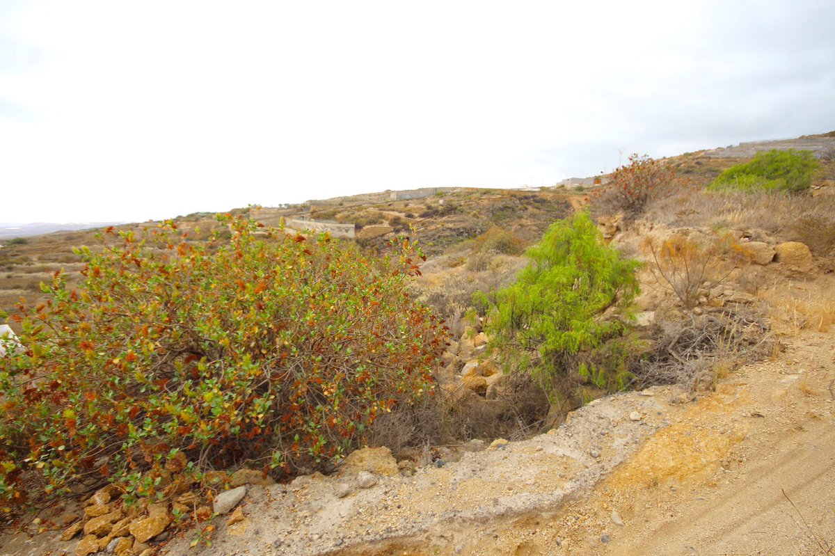 propiedadcanary's tweet photo. Fantástica #finca #rústica en #fasnia por tan solo 28.000€ 😃 solicita información! #property #venta #terreno #nature #fincarustica #monte #tenerife #canarias #canaryislands #surtenerife #oferta https://t.co/FxRAhrjszC