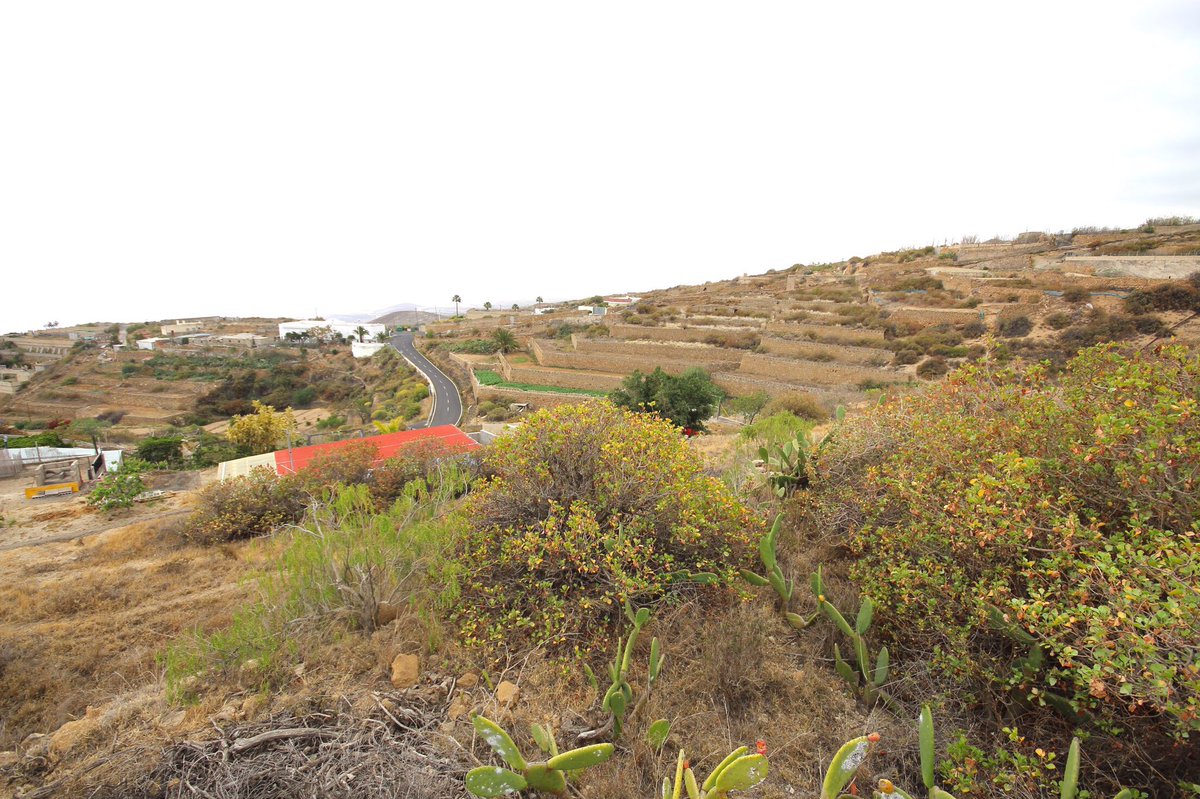 propiedadcanary's tweet photo. Fantástica #finca #rústica en #fasnia por tan solo 28.000€ 😃 solicita información! #property #venta #terreno #nature #fincarustica #monte #tenerife #canarias #canaryislands #surtenerife #oferta https://t.co/FxRAhrjszC