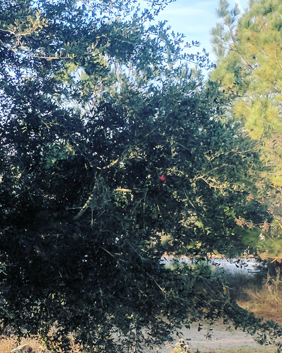 keypmefit's tweet photo. Sitting here drinking my coffee and spotted our little red friend for his fourth winter return❄️🌲  #redcardinal #daymade #firstsiting #hesback #redbirds #northerncardinal https://t.co/saxj516N81