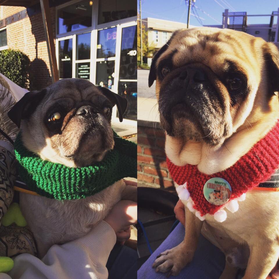 MorningPugs's tweet photo. On a happier note, one year ago today, @DigistarDBZ and I got to meet @BodieSpanky. 

It was better than the convention we went to, tbbh. https://t.co/obZpCHO6S3