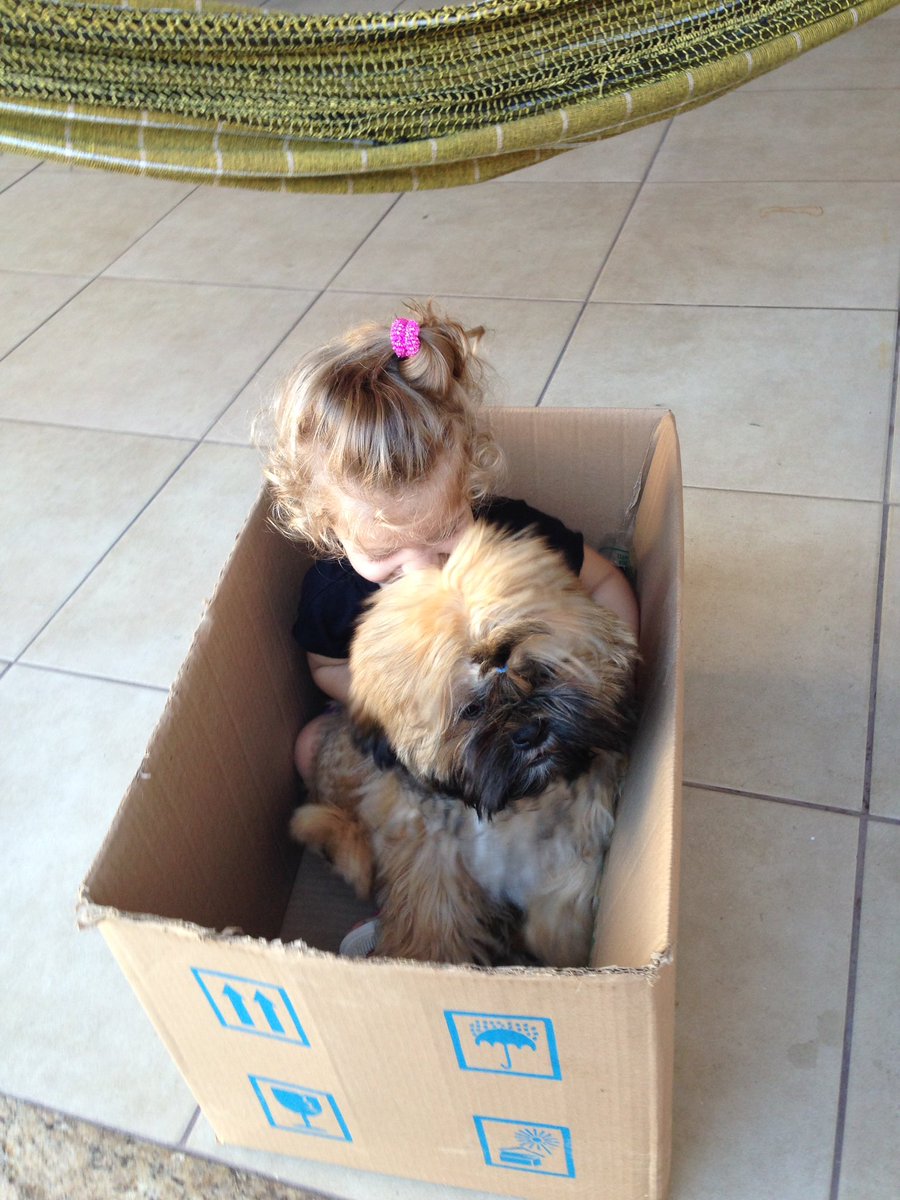 adriano_rvj's tweet image. Uma caixa... um cachorro ... uma felicidade!!!