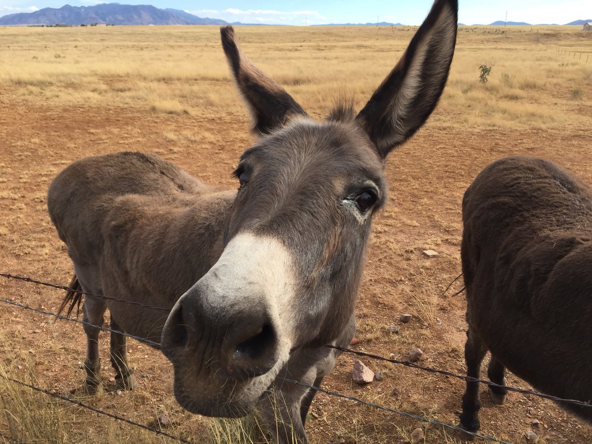 BajaArizonaSUP's tweet photo. Edgar Rice Burro says, “It’s a short week. Better get your ass in gear.” (📷 from SUP &amp; Sip in Elgin, Arizona.) https://t.co/jZoKatJtJj