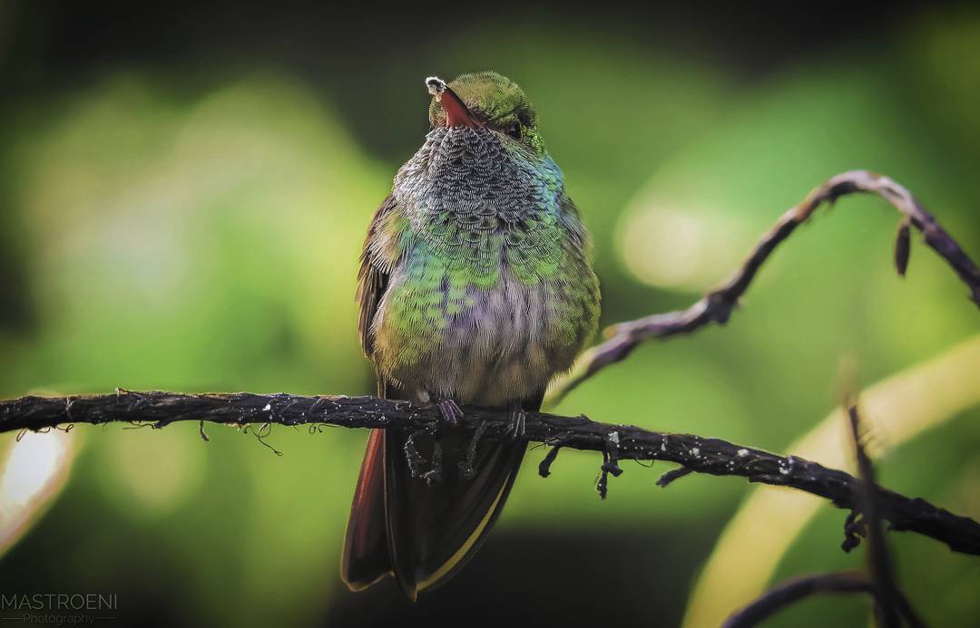 rainforestadven's tweet photo. The green tones fill our landscapes with life. ๐ #Jaco #CostaRica #repost ๐ธ Edrei Mastroeni
#CostaRica #Bird #BirdLife #WildLife #Nature #Rainforest #RainforestAdventures #RealNatureRealFun https://t.co/CVDjCincSd