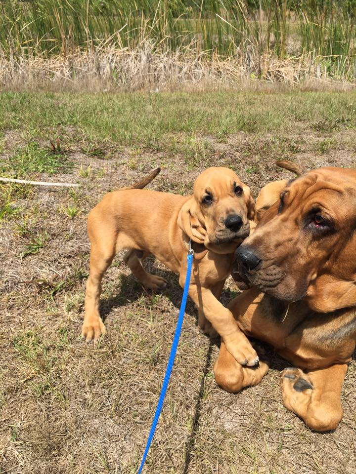 PascoSheriff's tweet photo. Help your neighbor out today and give them a little guidance - you never know who's looking up to you! https://t.co/3MshKFRRpc