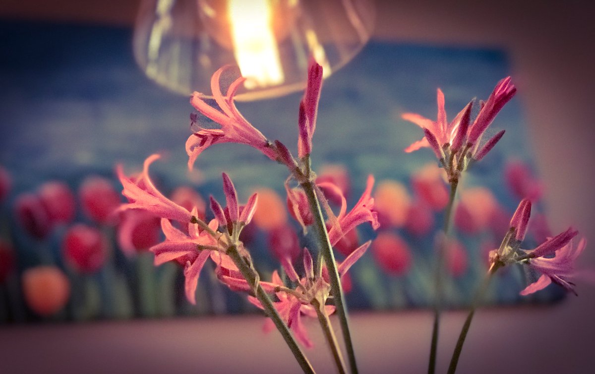 digitejo's tweet photo. Donker dagje. Lampen en bloemen aan tijdens internationale webconference. #mediativity https://t.co/FCqNTn7ddp
