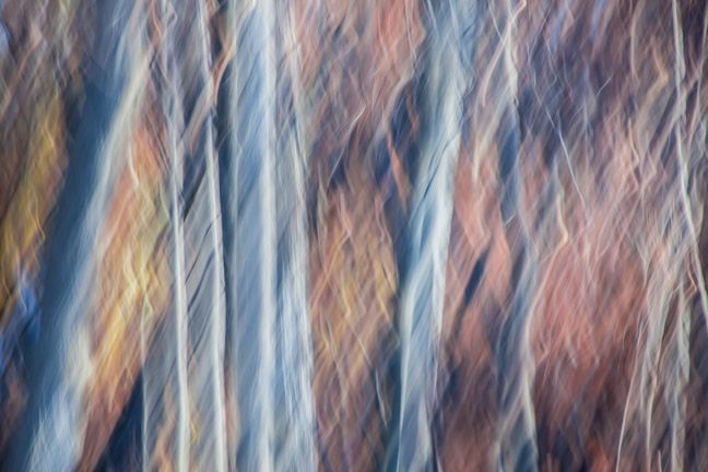 greganthon's tweet photo. #SunsetWoods #forest https://t.co/WNmdujyk9l