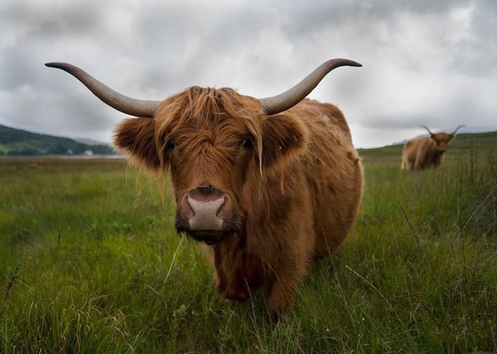 GraemeBoath1's tweet photo. Highland cow. February in my 2018 calendar. #isleofmull #highlandcow #photograph #calendar #2018 https://t.co/YeBomDxtBa