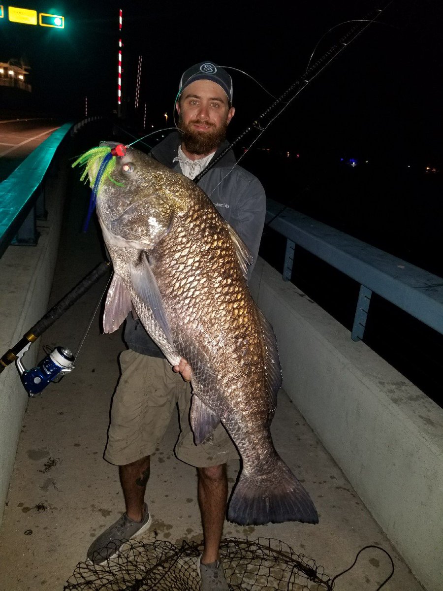IRTreels's tweet photo. Check out this massive #BlackDrum CJ caught with the IRT700. Can you guess the weight of this beast? #fishing #fishreel https://t.co/v9ko1EYX6Y