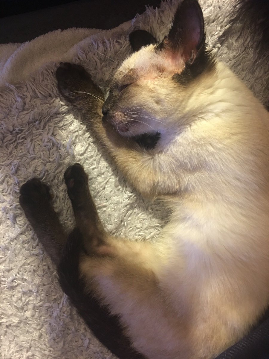 Tyrion, mi pequeño guerrero... al elegir tu nombre no nos equivocamos. Gracias a la vida por permitirnos ayudarte con tu infección de hongos, por muy pesado que sea. Todo se compensa con tus ronroneos. ADOPTA, no compres NUNCA animales!