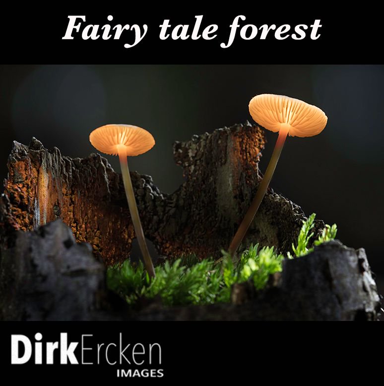 Yesterday in the forest I found some magic
More magic mushrooms in my gallery
dirkerckenimages.com/gallery/galler…
#fairytale #enchantedforest #lightpainting #glowingmushrooms #macrophotography