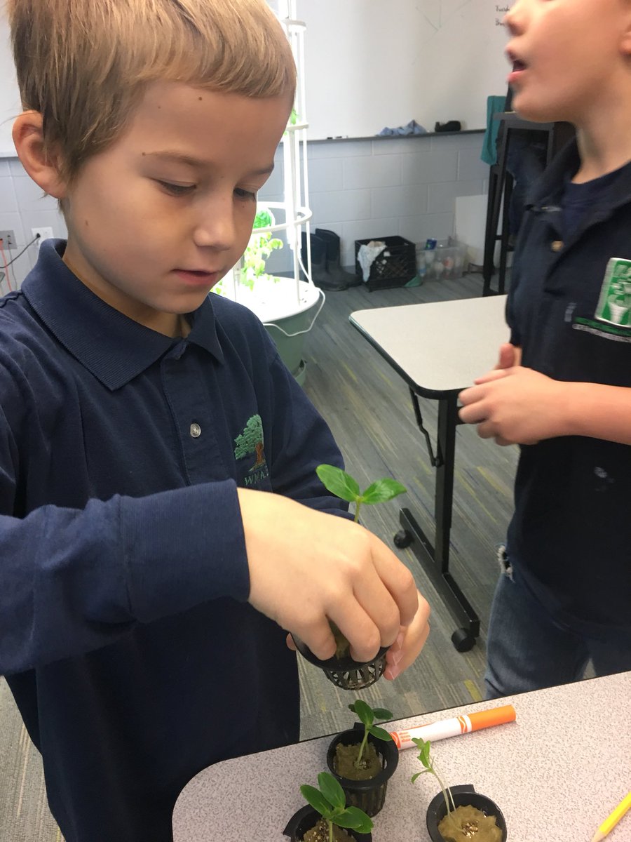 TowerGarden's tweet photo. RT @WMAES: Itโs Science Symposium time @WMAES! Mrs. Cooperโs 2nd graders are testing the hypothesis โWill plants that were started in and out of the greenhouse grow at the same rate in our @TowerGarden?โ Data collection is next!#envirokid https://t.co/Aa0ppBy9Za
