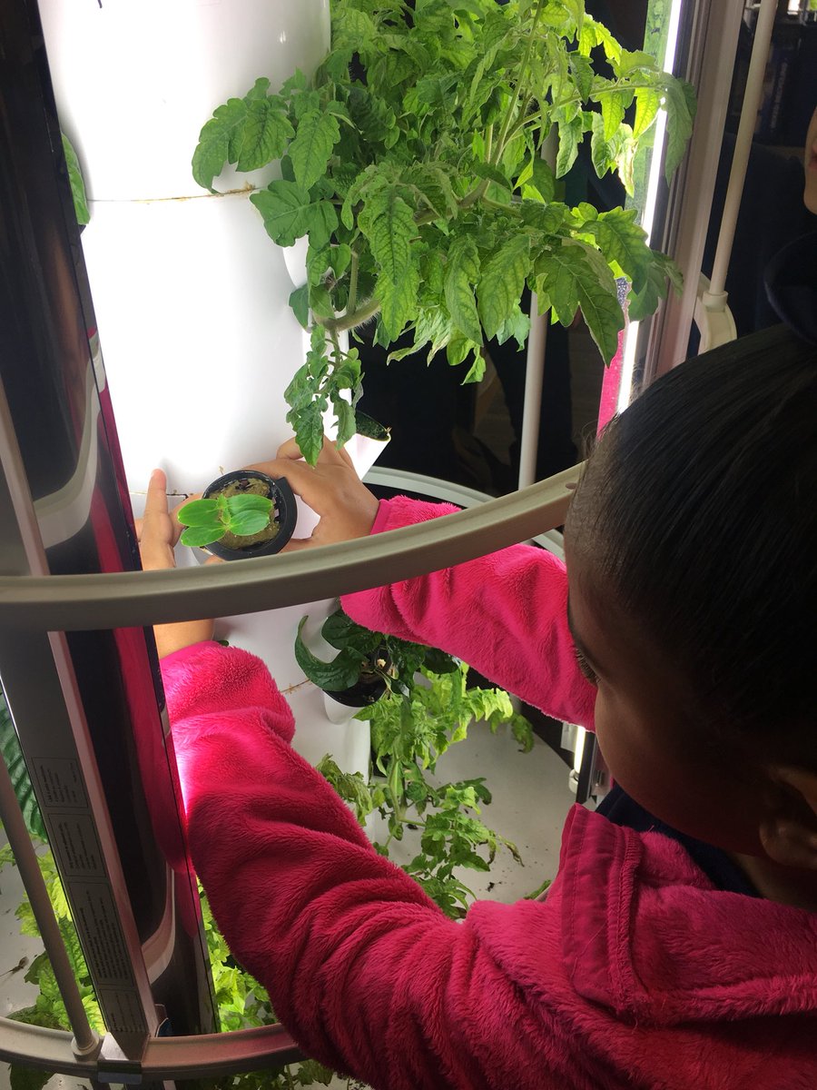 TowerGarden's tweet photo. RT @WMAES: Itโs Science Symposium time @WMAES! Mrs. Cooperโs 2nd graders are testing the hypothesis โWill plants that were started in and out of the greenhouse grow at the same rate in our @TowerGarden?โ Data collection is next!#envirokid https://t.co/Aa0ppBy9Za