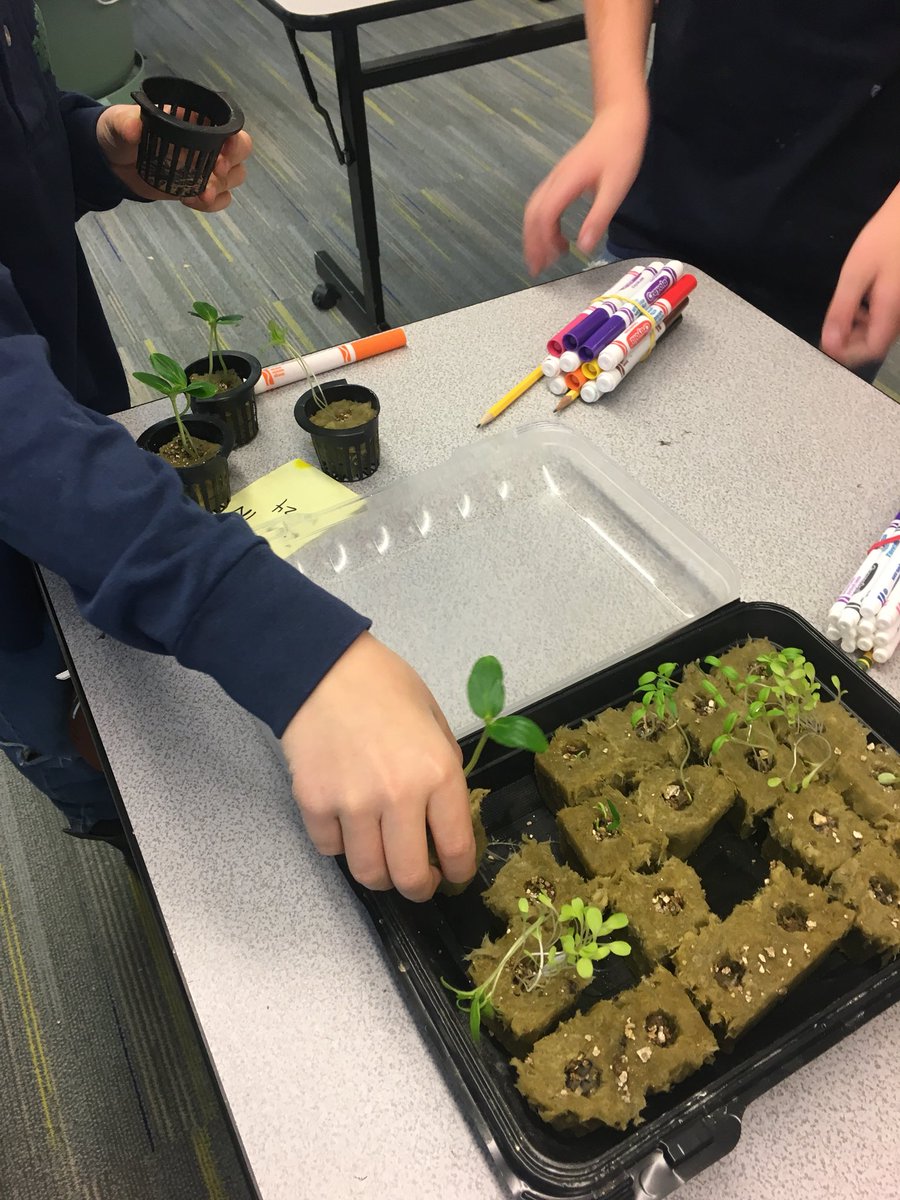 TowerGarden's tweet photo. RT @WMAES: Itโs Science Symposium time @WMAES! Mrs. Cooperโs 2nd graders are testing the hypothesis โWill plants that were started in and out of the greenhouse grow at the same rate in our @TowerGarden?โ Data collection is next!#envirokid https://t.co/Aa0ppBy9Za