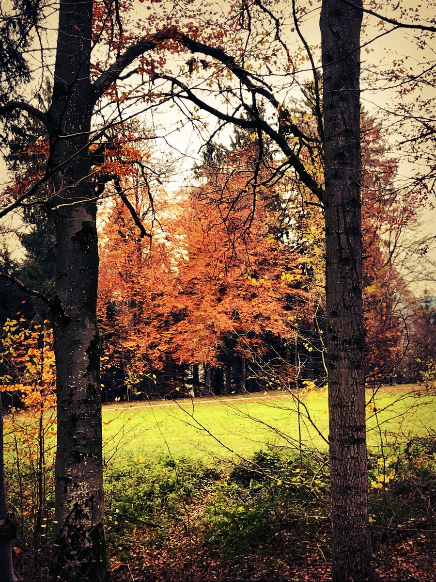 GianniMauro10's tweet photo. 🐕🍂🎄🍁... #switzerland #lucerne #lunablack #samjr #baloulab #allmix #friends #photoGM https://t.co/BWE4rKZA8G