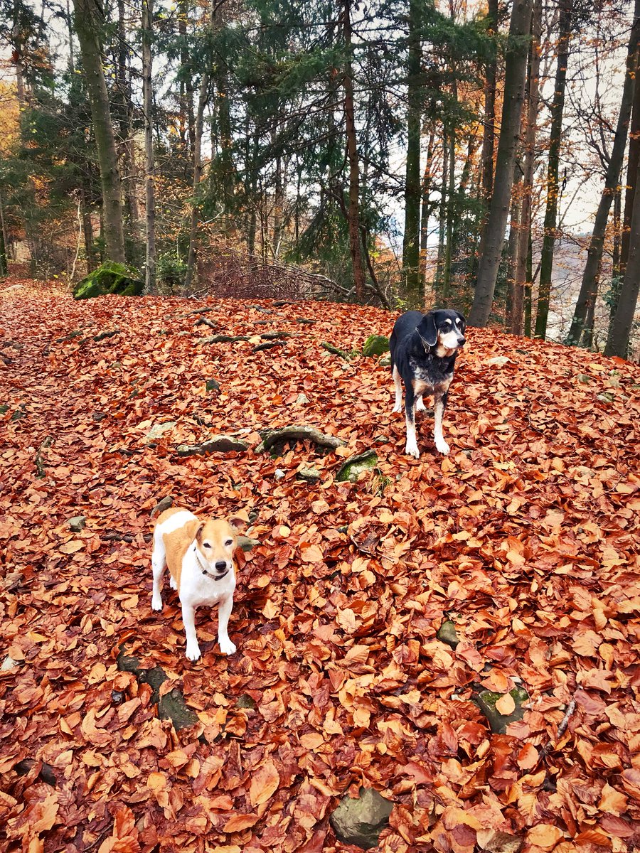 GianniMauro10's tweet photo. 🐕🍂🎄🍁... #switzerland #lucerne #lunablack #samjr #baloulab #allmix #friends #photoGM https://t.co/BWE4rKZA8G