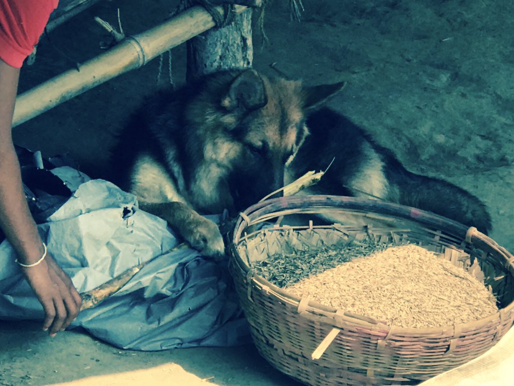 weikleaks's tweet photo. Rocky enjoying sugarcane https://t.co/wfVLKSBePz