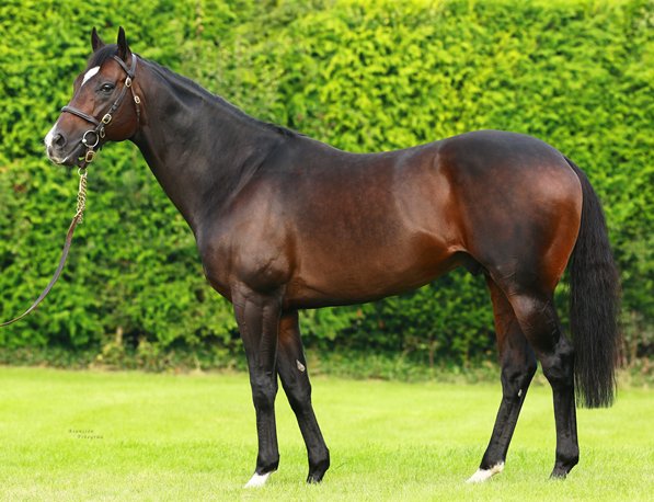 WhitsburyManor's tweet photo. Good start for Due Diligence. €30,000 €28,000 €20,000 bought by #Powerstown #GroveStud #MickFlanagan @Goffs1866 https://t.co/ZlLR7pHMvm