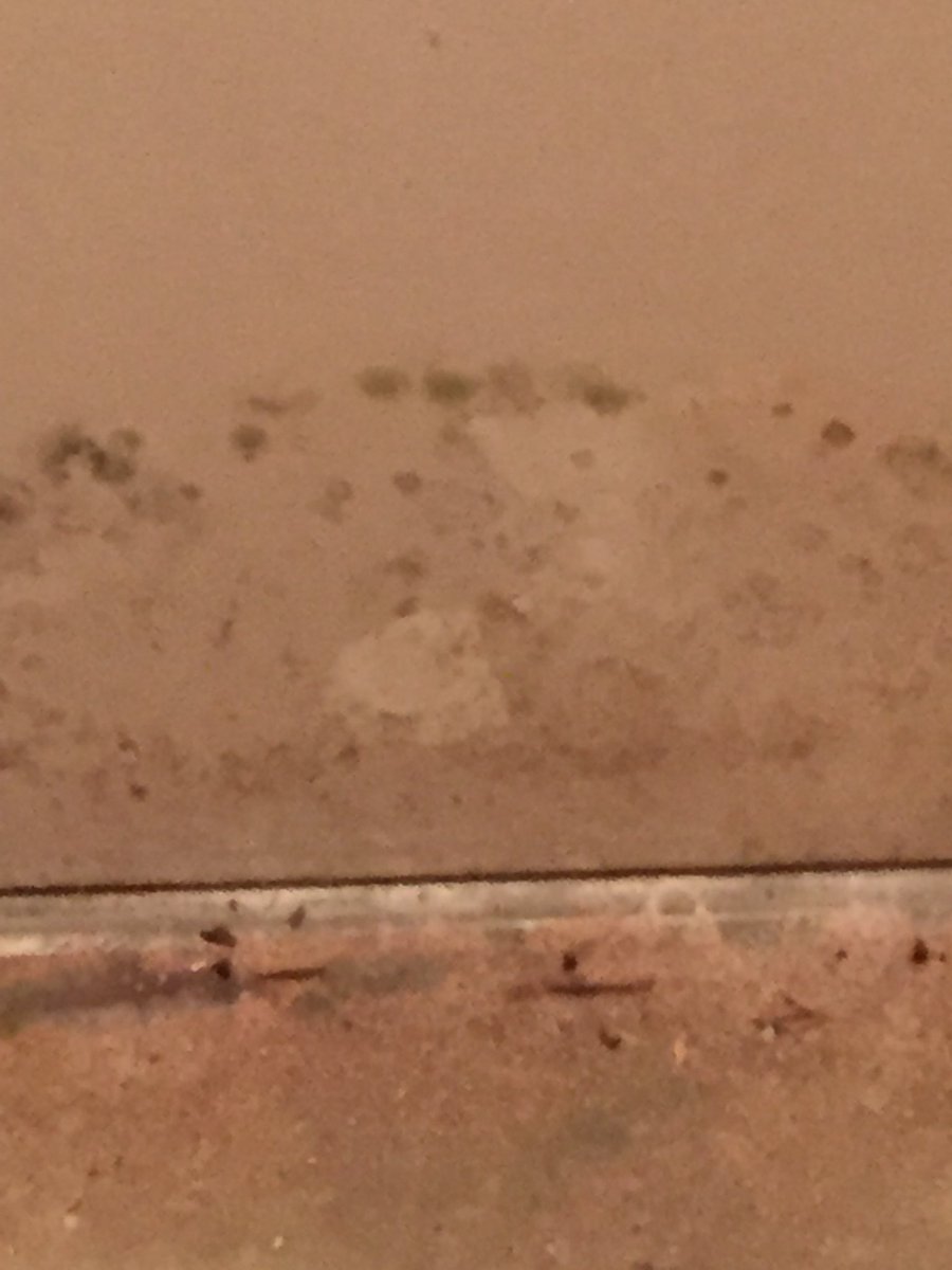 This is what mold can look like