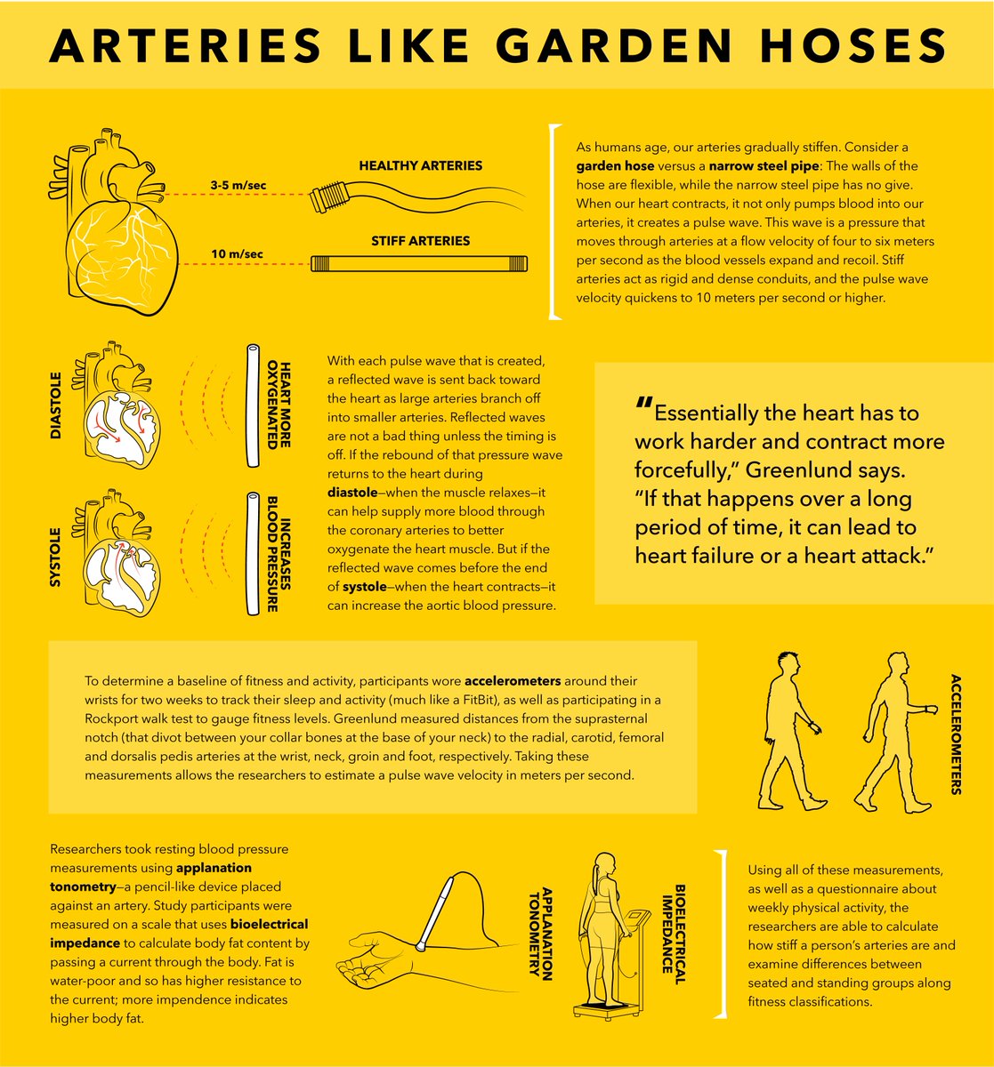 michigantech's tweet photo. Does standing for work change how stiff your arteries are? Michigan Tech researchers study exercise habits, health and whether standing or sitting while working. #health #physiology #fitness https://t.co/D0tDeMg9b0 @MichiganTechBio https://t.co/DHArbGiOgb
