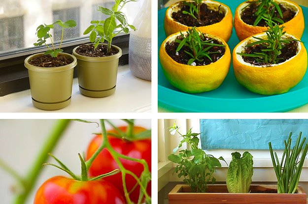 Whitney_Farms's tweet photo. A bountiful garden awaits... even in your studio apartment. https://t.co/UrPK4kdO69 https://t.co/7mGZo63Lgf