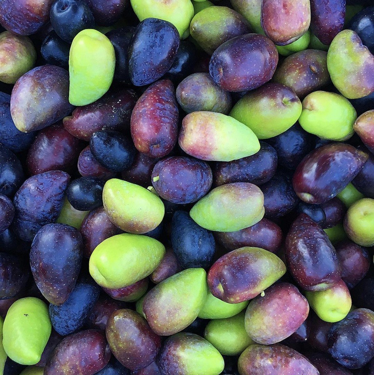 Whitney_Farms's tweet photo. Olive you more 💚💜 #olives #growyourown (📸: IG clare_voitin) https://t.co/A2rwLjWGCh