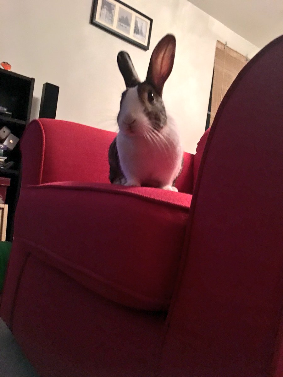 WafflesWillow's tweet image. I look down upon you human. You were always my staff member but now it’s official! #rabbits #bunnyincharge #sofarabbit
