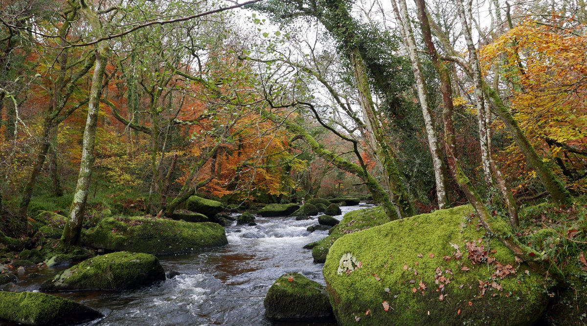 ayrmer's tweet photo. Fingle gorge and woods in glorious #techicolour #autumn #Dartmoor ππ https://t.co/hpbha9wbne