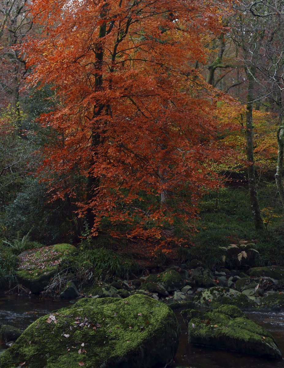 ayrmer's tweet photo. Fingle gorge and woods in glorious #techicolour #autumn #Dartmoor ππ https://t.co/hpbha9wbne
