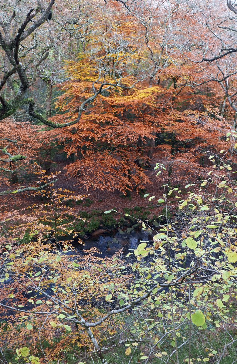 ayrmer's tweet photo. Fingle gorge and woods in glorious #techicolour #autumn #Dartmoor ππ https://t.co/hpbha9wbne