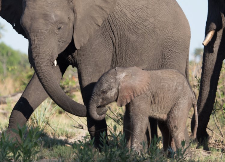 Dmizejewski's tweet photo. Just 3 days left to @NWF's Every Elephant Counts pledge to support #elephant conservation & win a trip to a meet wild elephants in Africa. #BeKindToElephants #EveryElephant https://t.co/KZcL1W02wq https://t.co/XWX5vdjbZq