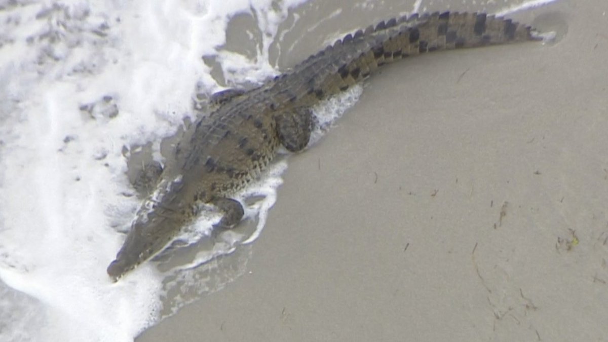 WATCH LIVE Crocodile found on Hollywood Beach, people being kept out of the water bit.ly/2z2ug3M?utm_so… https://t.co/ZkUOmOnsJu