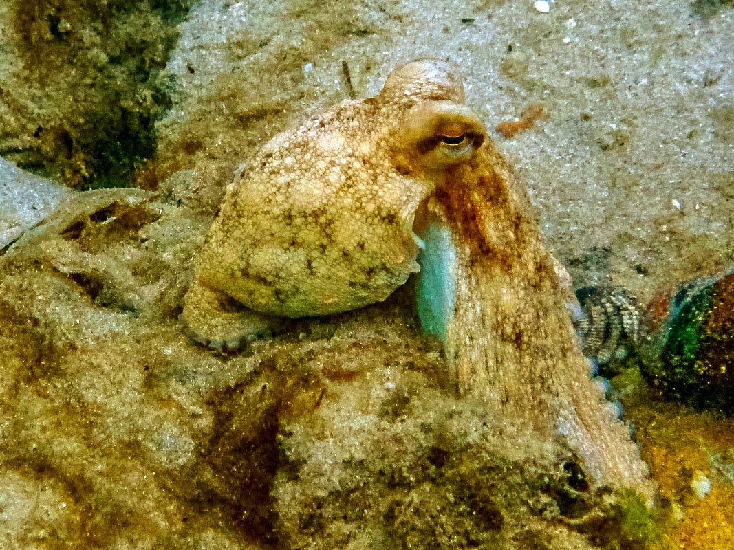 dive_global's tweet photo. Best Dive Sites: Blue Heron Bridge, Florida
https://t.co/8zIBa0vCRC
#blueheronbridge #florida #dive #diving #scuba #underwater #tropical #openwater #PADI #shoredive #macro #octopus #divemap #divesite #divespot https://t.co/NO4jpRyOzg
