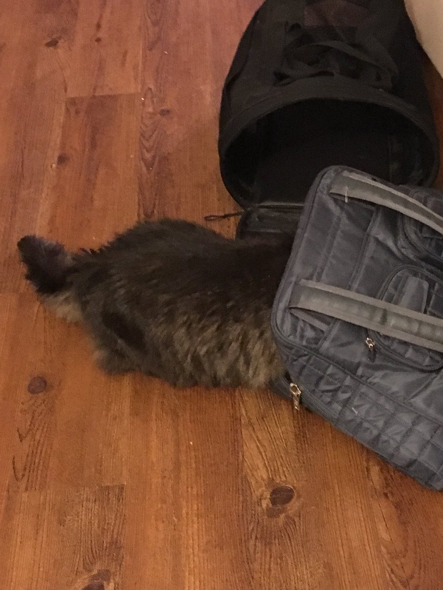 CherTonnesen's tweet photo. Two different cats, two (slightly) different hiding spots. https://t.co/0QSIGnUK6G