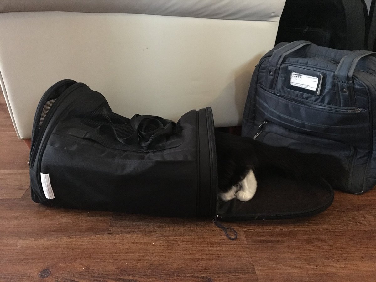 CherTonnesen's tweet photo. Two different cats, two (slightly) different hiding spots. https://t.co/0QSIGnUK6G