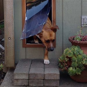 MPSstore's tweet photo. Don't spend time taking the pup out! Get a pet door! #Helpingwiththechaos #ThanksgivingWeek https://t.co/95R8CddwbN