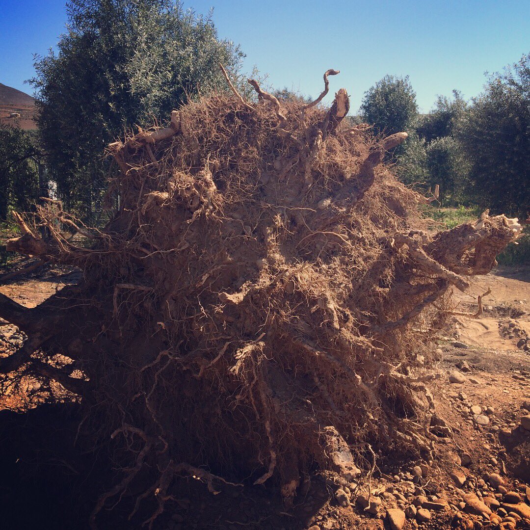 PayantumeHuasco's tweet photo. Construir sin destruir es posible! Este viejo olivo con fuertes raíces fue cambiado de lugar donde dará nuevos brotes y frutos. Motivo : Construcción nueva Sala de Ventas Payantume en Huasco Bajo #ValledelHuasco #Atacama https://t.co/fosZNS4vMU