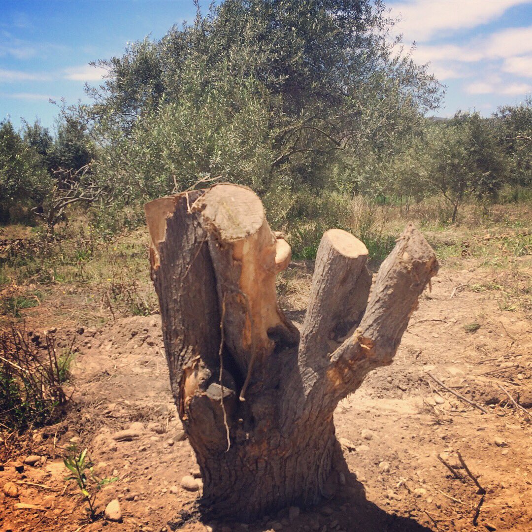 PayantumeHuasco's tweet photo. Construir sin destruir es posible! Este viejo olivo con fuertes raíces fue cambiado de lugar donde dará nuevos brotes y frutos. Motivo : Construcción nueva Sala de Ventas Payantume en Huasco Bajo #ValledelHuasco #Atacama https://t.co/fosZNS4vMU