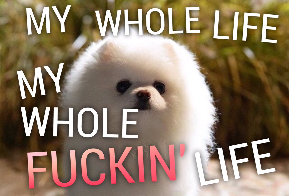 PomGrips's tweet photo. #DeathGrips #Pomeranian #PomGrips https://t.co/3uWAwCAXJZ