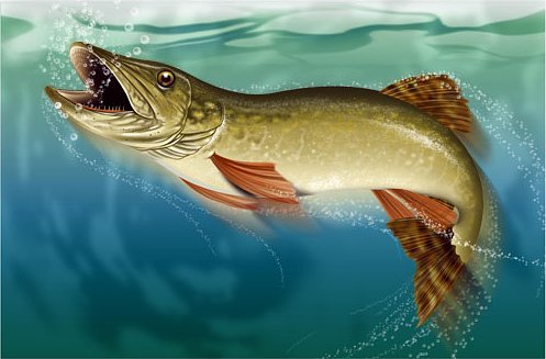 tightlinesgame's tweet photo. Meet the characters from the game: THE PIKE. There are 10 pike in the Tight Lines #boardgame lake (we call this lake #Bitetopia). If you hook one of these predators BEWARE - if you don't net it you must return a fish you've already caught to the lake. #pikehazard #inyournet2018 https://t.co/5tZ9TcvaMs
