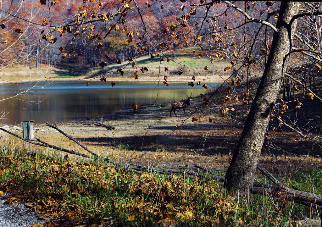 ElaDevine's tweet photo. Panel discussion by #Paradowski reminds that one must play. So, Thursday I went to #LoneElkPark. #autumn #beauty https://t.co/zfiS6dfoOx