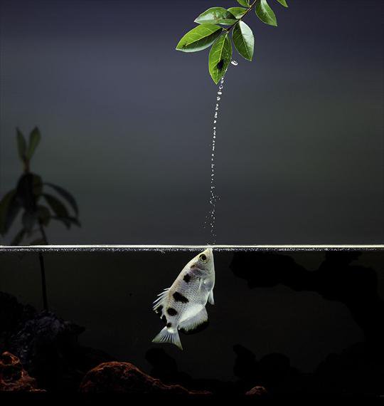 InfoMyT's tweet photo. Los peces arquero (Toxotes jaculator) lanzan chorros de agua como estrategia de caza. https://t.co/zMHQX3Lwhq