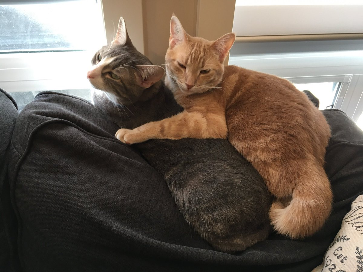 WrigleyTheKitty's tweet photo. Cold days mean it’s time to get cozy! Stay warm everyone! https://t.co/DXYF7nILFg