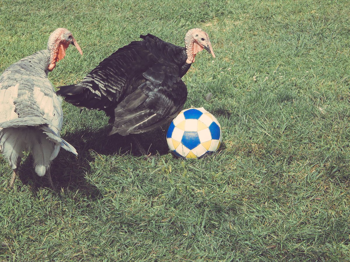 KickCity's tweet photo. We are thankful for our #soccerfam! The beautiful sport is full of beautiful people who make #indoorsoccer fun. 🦃⚽️ https://t.co/dloujXCEOR