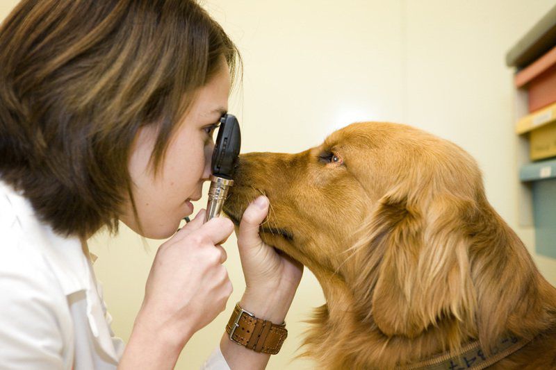 KayaBella_Love's tweet photo. Let's Make Some Time For Some Veterinary Viewpoints On A Very Important Topic For Us All: Cancer & pets..what you need to know! https://t.co/B460dqJcAZ #pets #dogs #cats #veterinarians #cancer #pethealth #tokenpet #petloss #love #preventative #health https://t.co/qtPXb74tgE https://t.co/zLjyGbu4jh